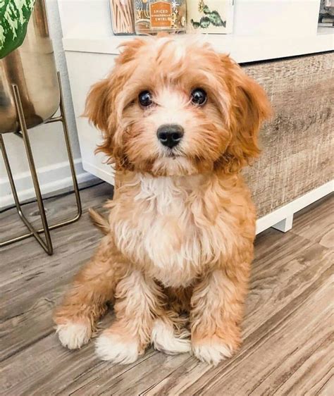 Top 7 Low Energy Hypoallergenic Dogs That Don't Shed 10 in 2020 | Cute ...