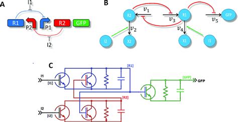 Electrical equivalent circuit for the toggle switch. (A) is the ...