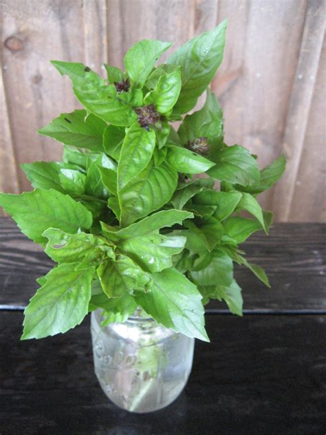 Cinnamon Basil Seeds – Hudson Valley Seed Company