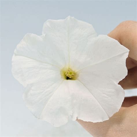 PETUNIA hybrida SUCCESS WHITE - Muller Seeds