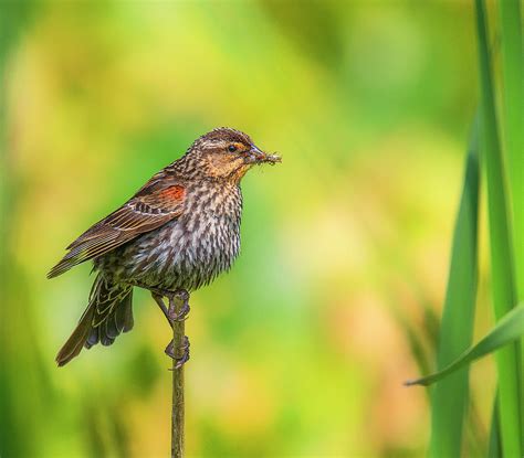 Female Red-Winged Blackbird Photograph by Larry Helms - Fine Art America