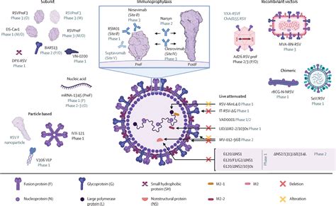 Respiratory syncytial virus prevention within reach: the vaccine and ...