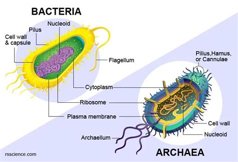 Archaea vs Bacteria – What are the Similarities, Differences, and ...