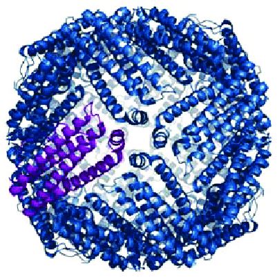 2. Structure of apoferritin. | Download Scientific Diagram