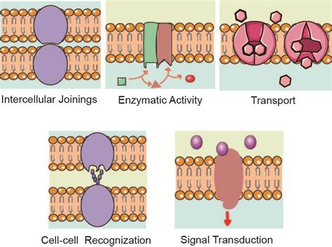 Membrane protein overview. Welcome to watch this video: https://www ...