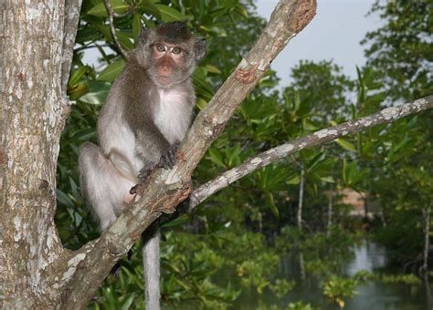 Cambodian Wildlife