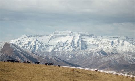 How to Feed Cattle (with Pictures) - wikiHow