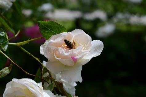 Bee on a rose stock photo. Image of color, nature, rose - 186247784