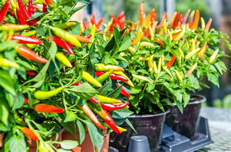 Semi-Breaking News: Chili Pepper Leaves Are Edible! | Chile Peppers ...