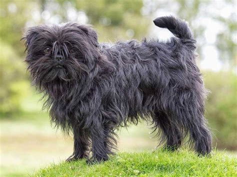 Affenpinscher - Informations et caractéristiques de la race de chien