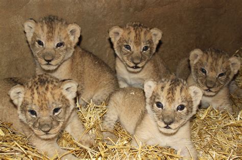 cute lion cubs - Lion cubs Photo (36139556) - Fanpop