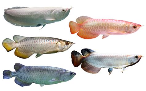 Arowana Fish - AquariumNexus