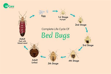 Complete Life Cycle or Stages of Bed Bugs | HiCare