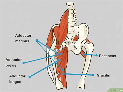 Groin Muscles Diagram : Human&Animal Anatomy and Physiology Diagrams ...