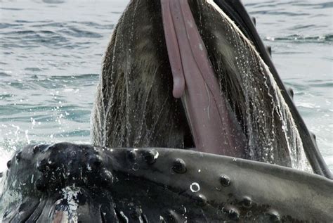 Hungry Humpback Whale, Cape Cod July 2007 | Flickr - Photo Sharing!