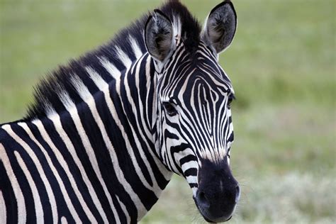 7 Fun Facts About Zebras