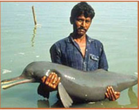 ganges river dolphin photos | Places to Visit | Dolphin photos ...