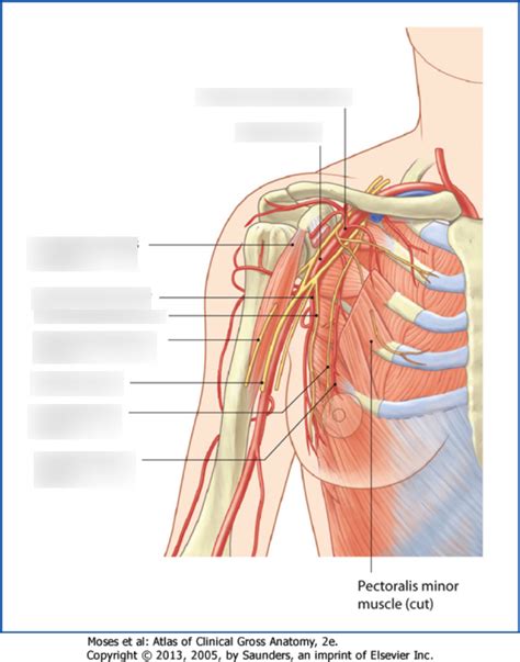 Pectoral and Axillary Region Nerves Diagram Diagram | Quizlet