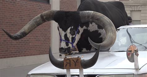 Man pulled over for driving with massive bull named Howdy Doody riding ...