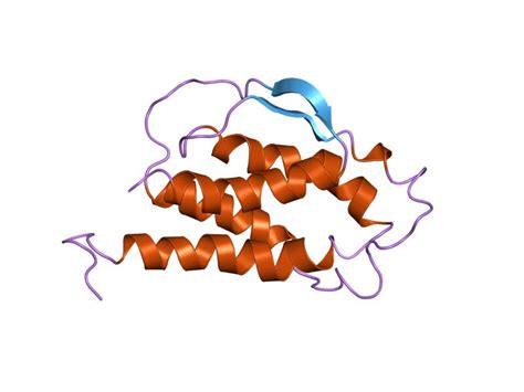 Interleukin-21 Receptor alpha Subunit