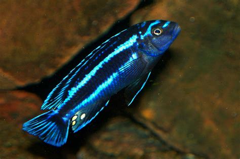 johanni cichlid - Google Search