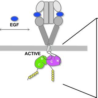 schematic diagram of eGfr activation. Shown for EGFR are the four ...