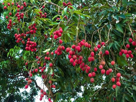 Litchi Cultivation: Economic Importance, Land Preparation, Propagation ...