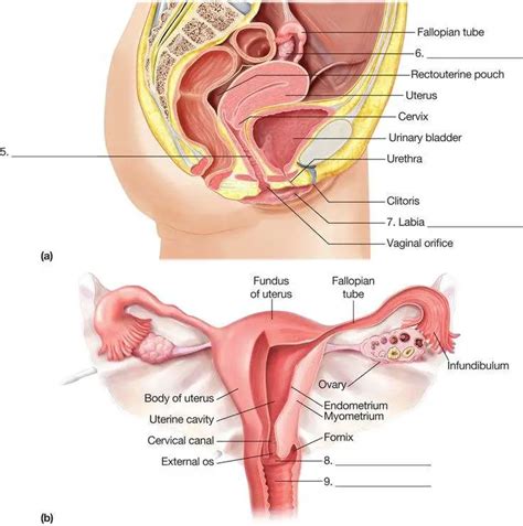 Female reproductive system diagram