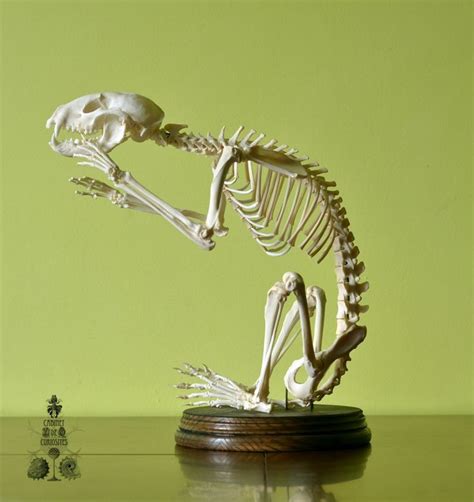 raccoon skeleton | Dog skeleton, Japanese raccoon dog, Skeleton drawings