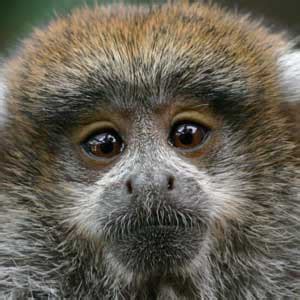 Titi Monkey Infant - Animal Facts and Information