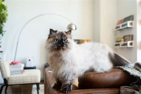 Himalayan: Cat Breed Profile, Characteristics & Care