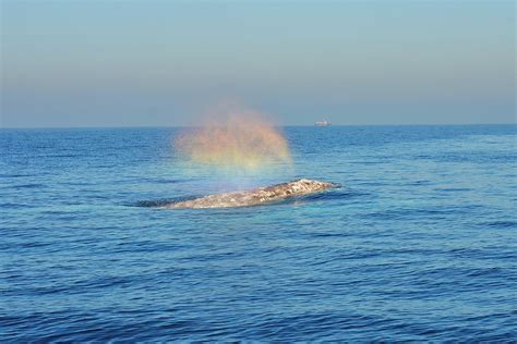 Gray Whale Conservation Fundraiser Dinner — Ranch & Coast Magazine