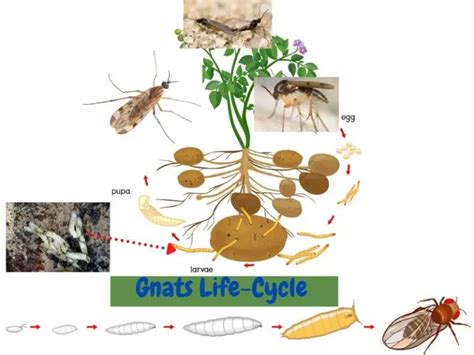 How to Get Rid of Gnats in Your Yard - YardOwner