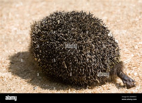 closeup of hedgehog's back and its funny paw Stock Photo - Alamy