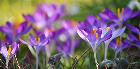 Free picture: purple crocus, garden, petal, leaf, nature, summer, flower