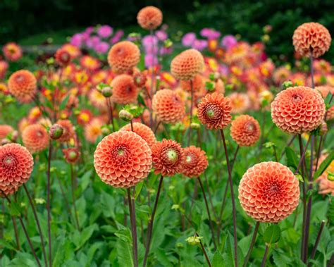 Dahlia 'Cornel Brons' tubers — Buy online at Farmer Gracy UK