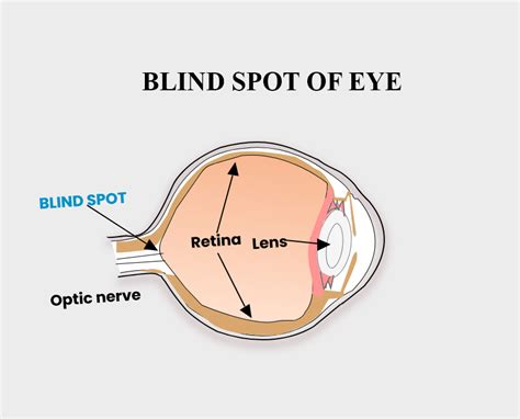 No image formation occurs on the blind-spot of the retina because(a) It ...