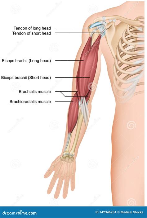 Biceps and Brachioradialis Anatomy 3d Medical Illustration on White ...