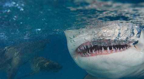 What Do Great White Sharks Eat? - American Oceans