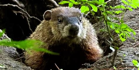 What should I do if I find a nest of baby groundhogs?