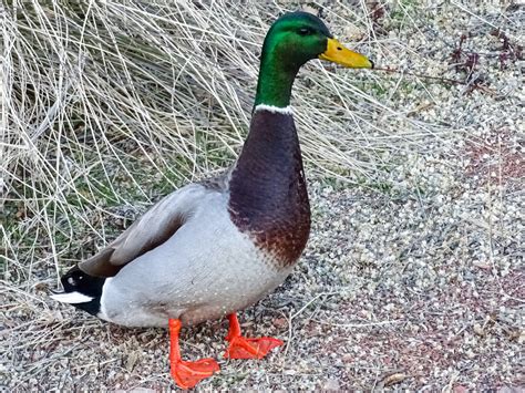 Walking Arizona: Mallard Duck