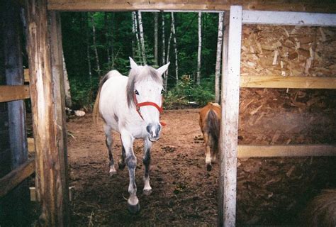 Charlie:) | Horses, Animals, Charlie