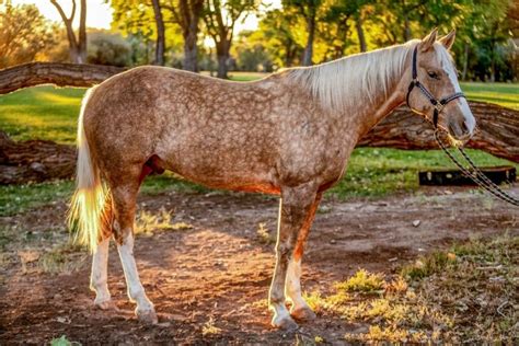 Dapple Palomino Horse Photos, Breeds, and Where to Buy - Helpful Horse ...