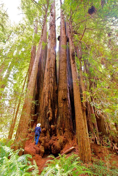 Prairie Creek Redwoods SP | Unique trees, Weird trees, Old trees