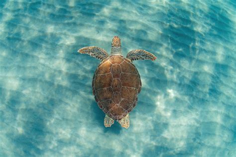 3 sea turtles return to natural habitat after rehabbing in Clearwater ...