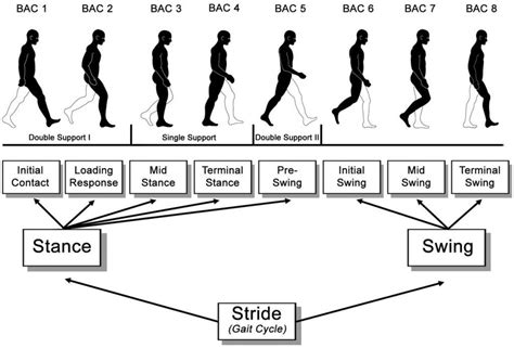 Phases of the Gait Cycle: Gait Analysis » ProtoKinetics | Older adults ...