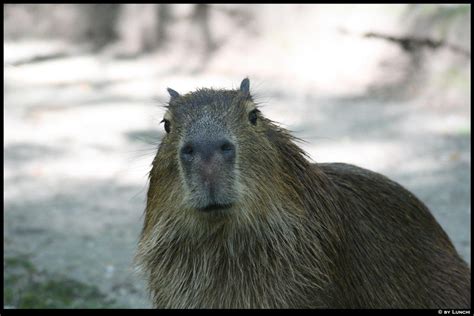 Capybara face by Lunchi on DeviantArt