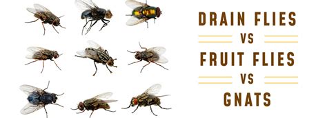 Drain Flies, Fruit Flies, and Gnats: Comparing Their Differences ...