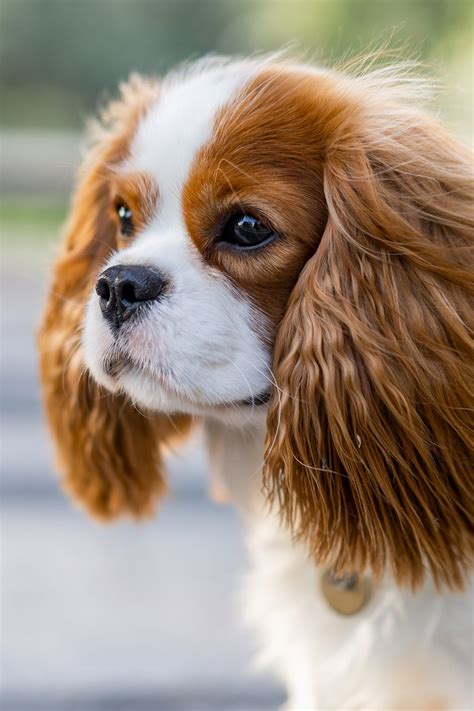 Cavalier king charles spaniel seattle rescue - holfblink