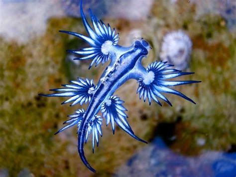 Meeresschneckenfische Fakten / Nudibranchia | Maybaygiare.org